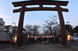 鎌倉桜花チェック2014鎌倉段葛の桜