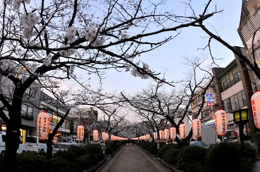 鎌倉桜花チェック2014鎌倉段葛の桜