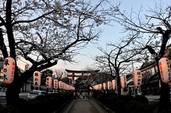 鎌倉桜花チェック2014鎌倉段葛の桜