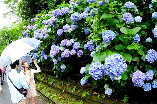 鎌倉紫陽花(あじさい)散策2014明月院への参道