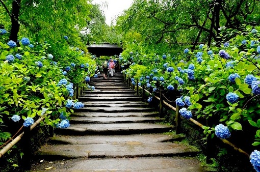 鎌倉の紫陽花（アジサイ）スポット2015：北鎌倉の東慶寺・浄智寺・明月院