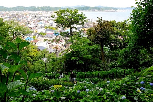鎌倉紫陽花（あじさい）チェック2014長谷寺の眺望散策路