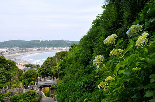 鎌倉紫陽花(あじさい)チェック2014極楽寺の成就院