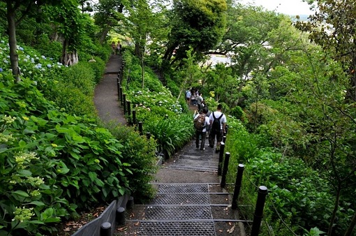 鎌倉紫陽花(あじさい)チェック2014長谷寺の眺望散策路