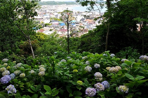 鎌倉紫陽花(あじさい)チェック2014長谷寺の眺望散策路