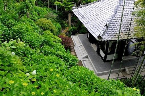 鎌倉紫陽花(あじさい)チェック2014長谷寺の眺望散策路