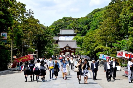 鎌倉鶴岡八幡宮境内の新緑スポット
