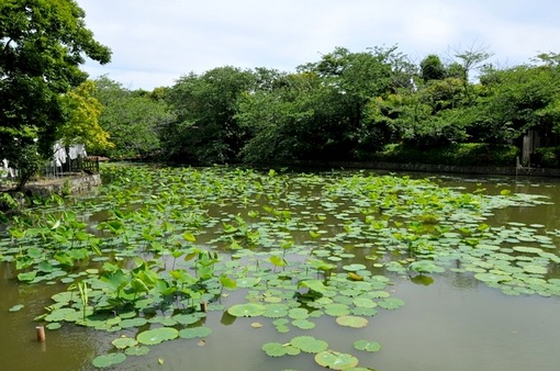 鎌倉鶴岡八幡宮境内の新緑スポットの源平池