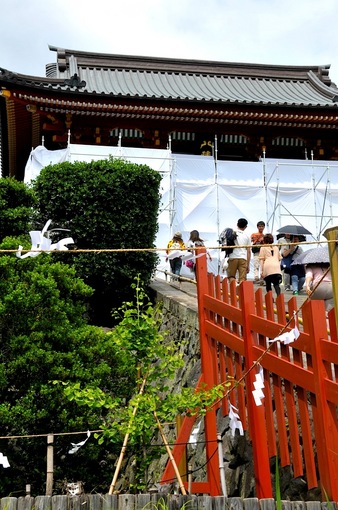 鎌倉鶴岡八幡宮境内の新緑スポット大銀杏の若木