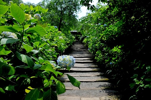 北鎌倉の明月院の紫陽花