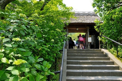 北鎌倉の東慶寺の紫陽花