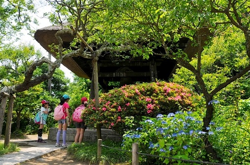 北鎌倉の東慶寺の紫陽花とツツジ