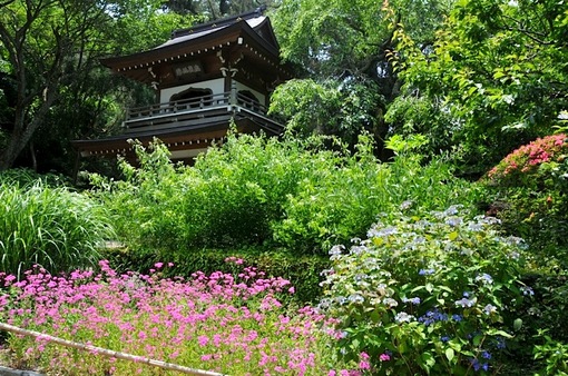 北鎌倉の浄智寺の紫陽花