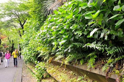 鎌倉紫陽花(あじさい)チェック2014北鎌倉明月院