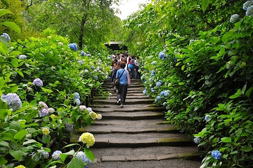 鎌倉紫陽花(あじさい)チェック2014北鎌倉明月院
