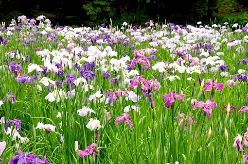 鎌倉紫陽花(あじさい)チェック2014北鎌倉明月院裏庭園のハナショウブ