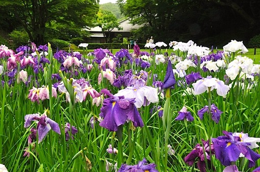 鎌倉紫陽花(あじさい)チェック2014北鎌倉明月院裏庭園のハナショウブ