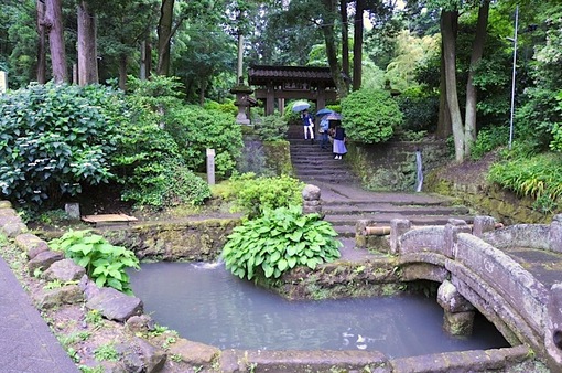 鎌倉紫陽花(あじさい)チェック2014北鎌倉浄智寺