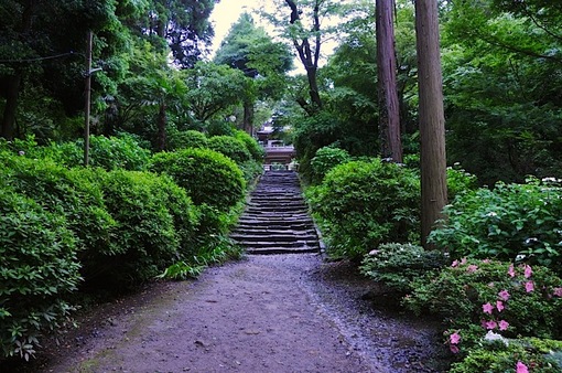 鎌倉紫陽花(あじさい)チェック2014北鎌倉浄智寺