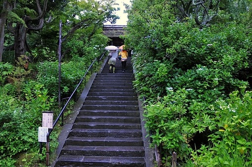 鎌倉紫陽花(あじさい)チェック2014北鎌倉東慶寺