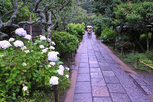 鎌倉紫陽花(あじさい)チェック2014北鎌倉東慶寺