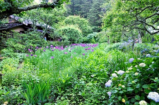 鎌倉紫陽花(あじさい)チェック2014北鎌倉東慶寺の菖蒲畑