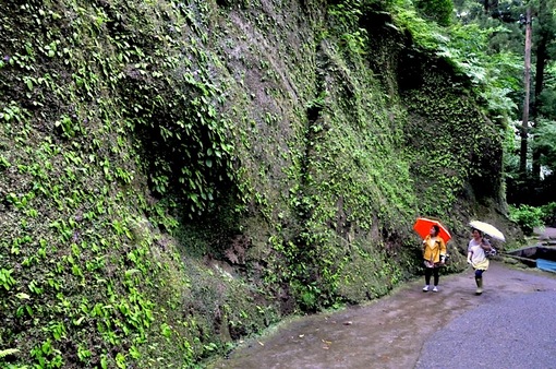 鎌倉紫陽花(あじさい)チェック2014北鎌倉東慶寺のイワタバコ