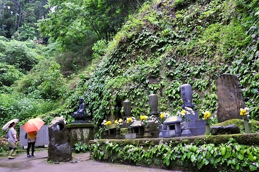 鎌倉紫陽花(あじさい)チェック2014北鎌倉東慶寺のイワタバコ