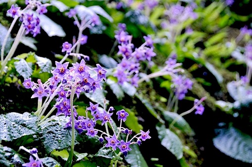 鎌倉紫陽花(あじさい)チェック2014北鎌倉東慶寺のイワタバコ