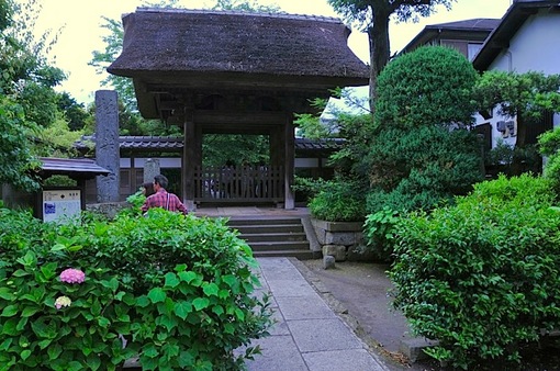 鎌倉紫陽花(あじさい)チェック2014極楽寺の山門前