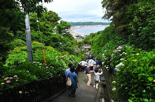 鎌倉紫陽花(あじさい)チェック2014極楽寺&長谷の成就院からの海