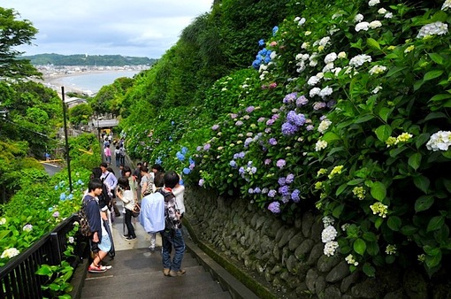 鎌倉紫陽花(あじさい)チェック2014極楽寺&長谷の成就院からの海