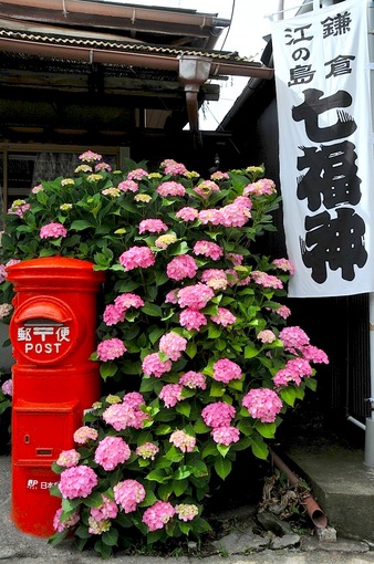 鎌倉紫陽花(あじさい)チェック2014極楽寺&長谷の御霊神社力餅家前のポスト