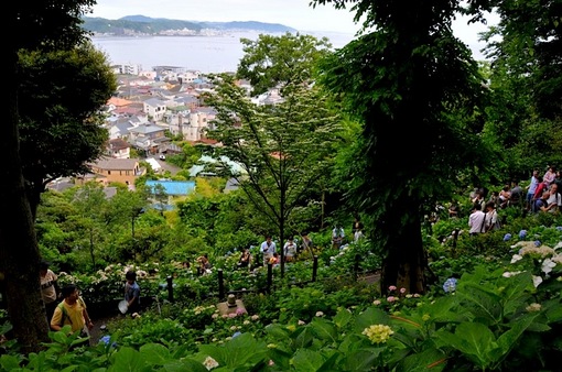鎌倉紫陽花(あじさい)チェック2014長谷寺の眺望散策路からの海