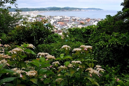 鎌倉紫陽花(あじさい)チェック2014長谷寺の眺望散策路からの海