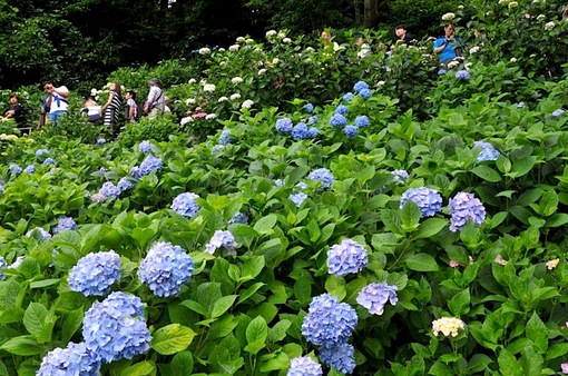 鎌倉紫陽花(あじさい)チェック2014長谷寺の眺望散策路