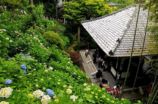 鎌倉紫陽花(あじさい)チェック2014長谷寺の眺望散策路