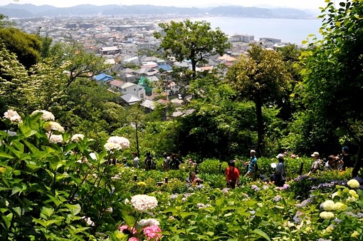 鎌倉紫陽花(あじさい)チェック2014長谷寺のアジサイ