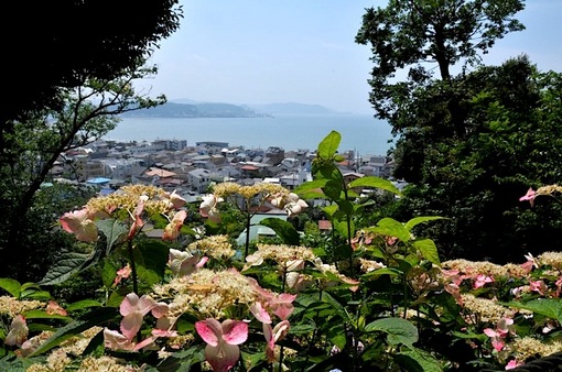 鎌倉紫陽花(あじさい)チェック2014長谷寺のアジサイ