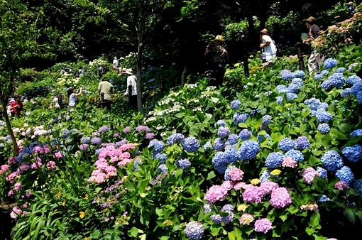 鎌倉紫陽花(あじさい)チェック2014長谷寺のアジサイ