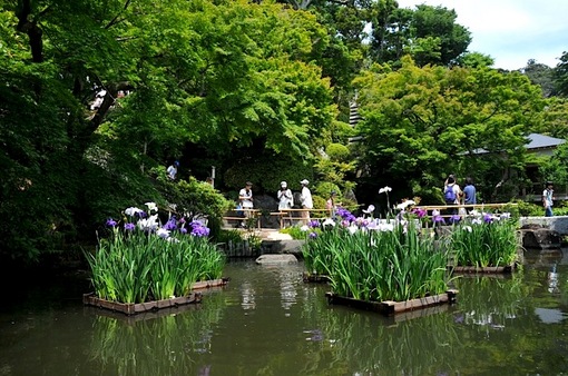 鎌倉紫陽花(あじさい)チェック2014長谷寺の花菖蒲