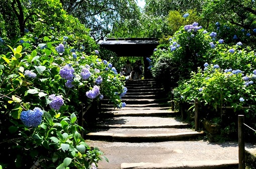 鎌倉紫陽花(あじさい)チェック2014北鎌倉のあじさい寺明月院