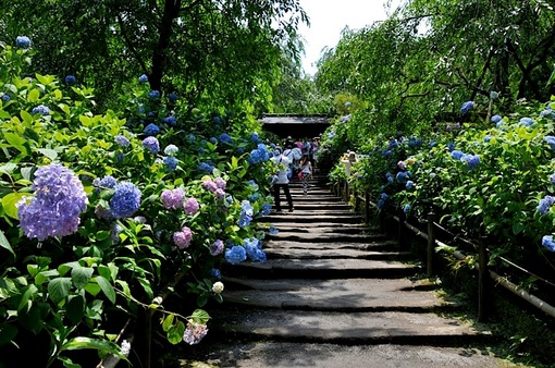 鎌倉紫陽花(あじさい)チェック2014北鎌倉のあじさい寺明月院