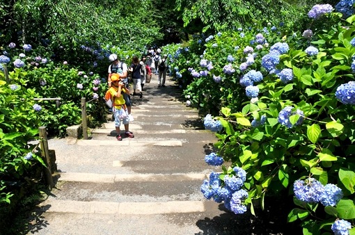 鎌倉紫陽花(あじさい)チェック2014北鎌倉のあじさい寺明月院