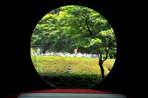 鎌倉紫陽花(あじさい)チェック2014北鎌倉のあじさい寺明月院の裏庭園の花菖蒲