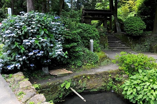 鎌倉紫陽花(あじさい)チェック2014北鎌倉の浄智寺