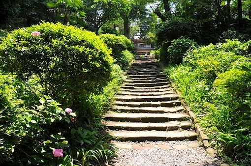 鎌倉紫陽花(あじさい)チェック2014北鎌倉の浄智寺