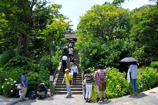 鎌倉紫陽花(あじさい)チェック2014北鎌倉の東慶寺