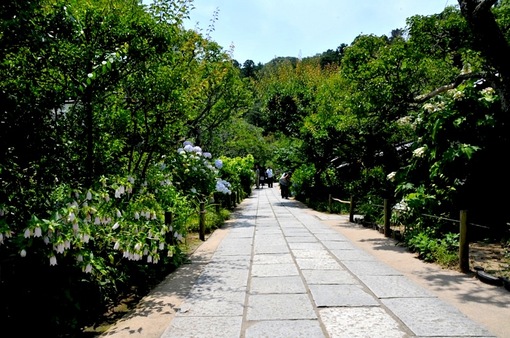 鎌倉紫陽花(あじさい)チェック2014北鎌倉の東慶寺