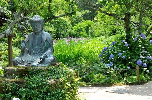 鎌倉紫陽花(あじさい)チェック2014北鎌倉の東慶寺の花菖蒲と紫陽花